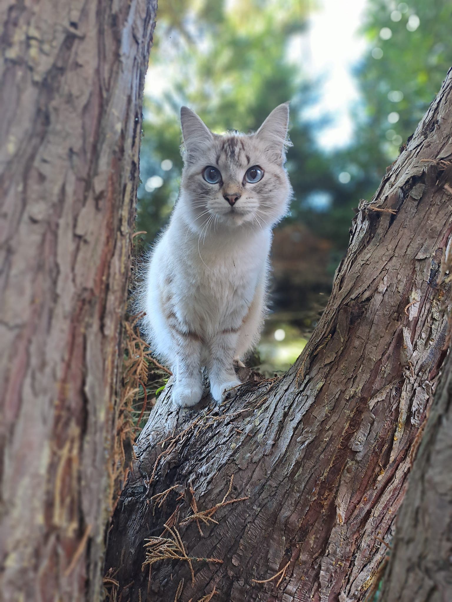 Alliance Canine et Féline - Garde d'animaux